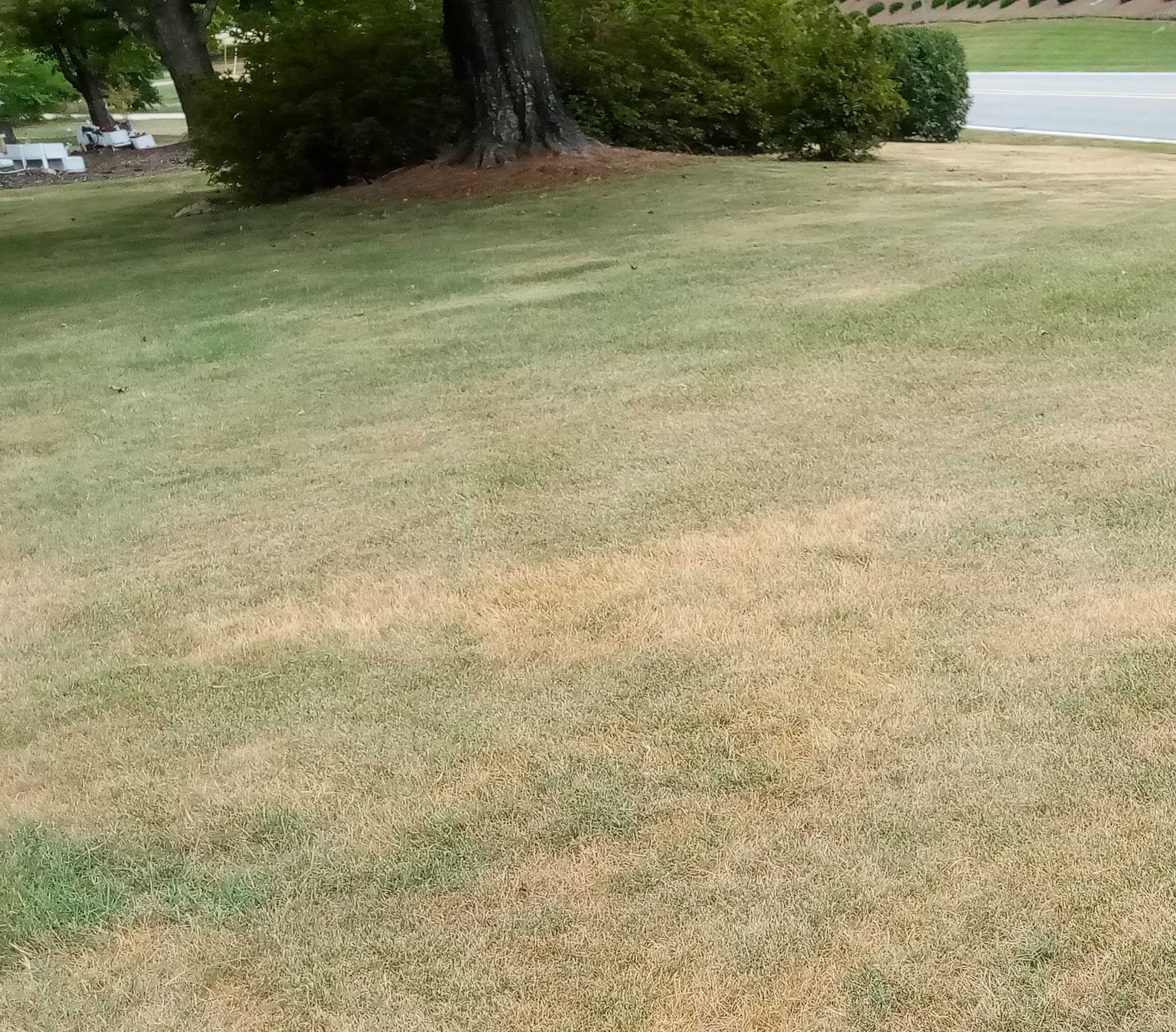 Treating a drought-stricken lawn