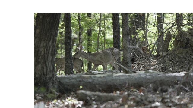 Courtesy Forsyth County Government