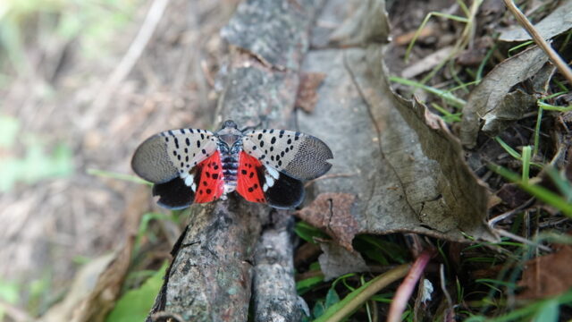 (Photo by Rebekah D. Wallace, University of Georgia, Bugwood.org)