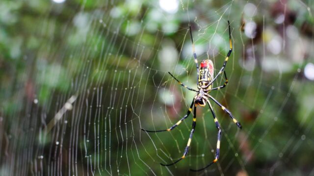 In our area, so far, the spiders have been found in Hall, Barrow, Gwinnett, Forsyth, White and Habersham counties. (jorowatch.org photo)