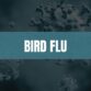 Turquoise rectangle with white text that says Bird Flu and an image of viruses in the background.