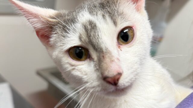 A spokeswoman for FurKids says Strawberry Shortcake was found at a house about a mile from the accident scene in Jackson County. (FurKids photo)