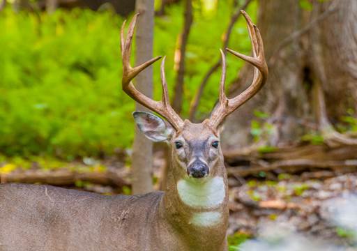 File photo (Courtesy Corps of Engineers)