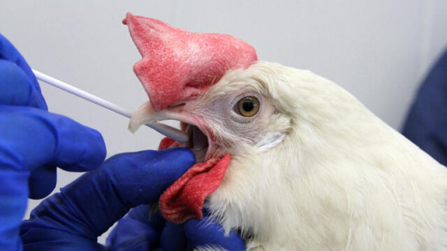 A chicken is tested for bird flu at the Georgia Poultry Lab in Gainesville.
(Ga. Poultry Lab file photo)