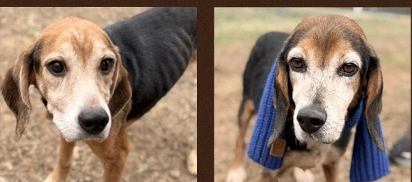 Two of the rescued beagles. (Hall Co. Animal Shelter Volunteers photo)