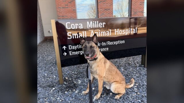 Six months ago, Timo was paralyzed by a spinal infection and his prognosis seemed grim at the time.

(Photo courtesy HCSO)