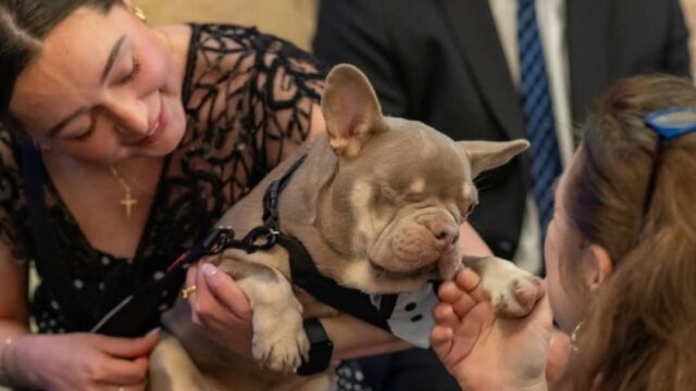 One of the fundraiser's benefactors who attended the event to the delight of some of the "human" attendees.  (HSNEGA photo)