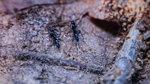 (UGA photo by Peter Frey)