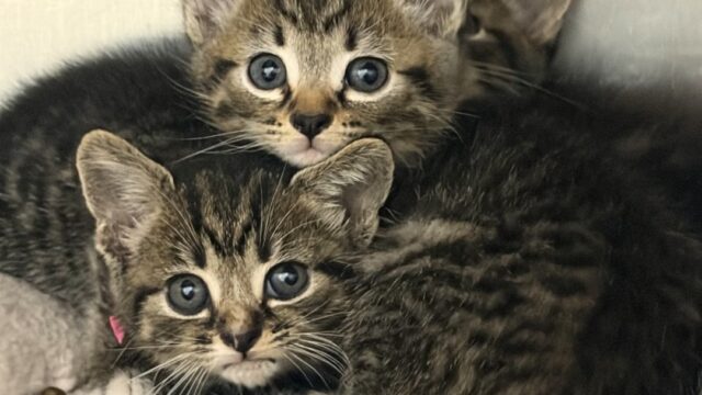 (Fur Kids photo)