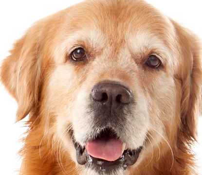 (Hall Co. Animal Shelter)