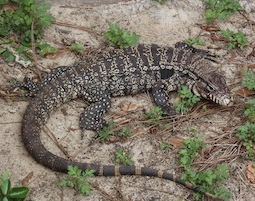 (Stan Kirkland/Florida FWC)
(Photo provided by Ga. DNR)