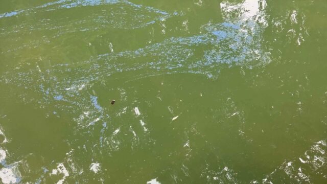 (Chattahoochee Riverkeeper)