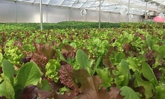 (Circle A Farms photo)
