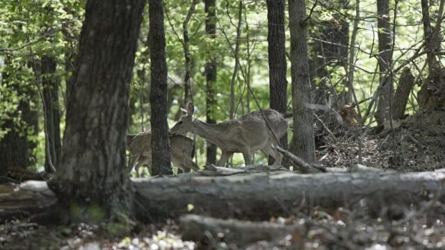 (Forsyth Co. Government Facebook photo)