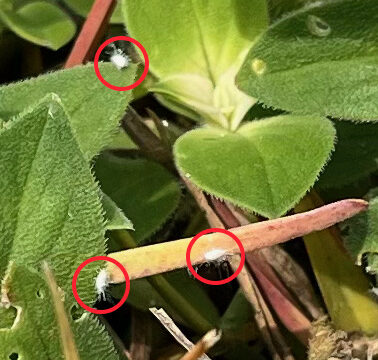 Mealy Bug (Ga. Dept. of Agriculture)