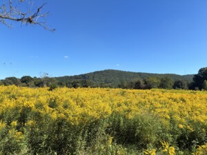 White County wildflowers (GFC)