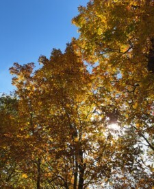 Black Rock Mountain State Park, Rabun County (Georgia Forestry Commission)
